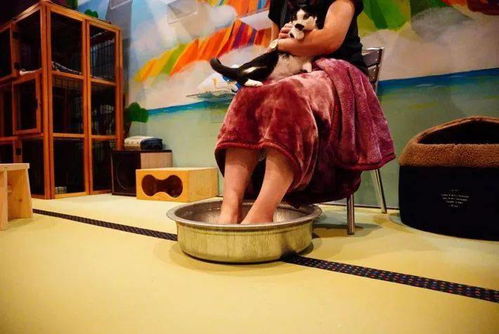 貓浴場 不只是泡貓，還有喵技師的貼心服務